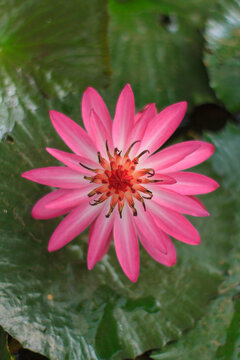 Vertical flat lay of a bright pink lotus flower against dark aquatic foliage for wellness concepts.