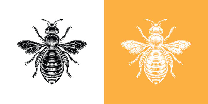 Sketch honey bee top view vector drawing.