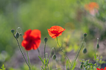 Obraz premium Vibrant poppies sway gracefully in the gentle breeze under the warm European sun bringing joy to the lush green landscape