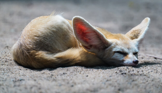 Fennec fox sleeping flat on the ground, close-up from a side view