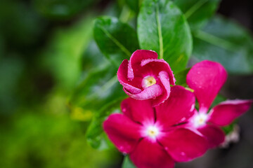 Vibrant magenta Madagascar Periwinkle (Catharanthus roseus) flowers with glistening water drops on glossy green foliage. © Libin