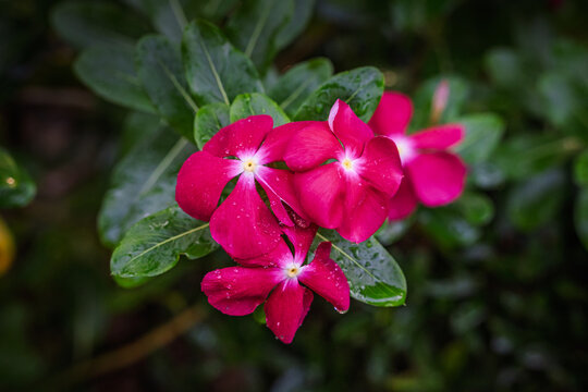 Vibrant magenta Madagascar Periwinkle (Catharanthus roseus) flowers with glistening water drops on glossy green foliage