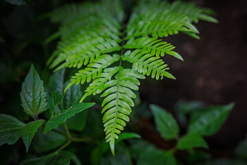 Lush green frond of Tectaria (Tectaria zeylanica) fern unfurling over forest floor foliage in Western Ghats © Libin