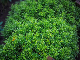 Dense mound of fine green leaves of a Parsley Aralia (Polyscias fruticosa) growing in Kerala