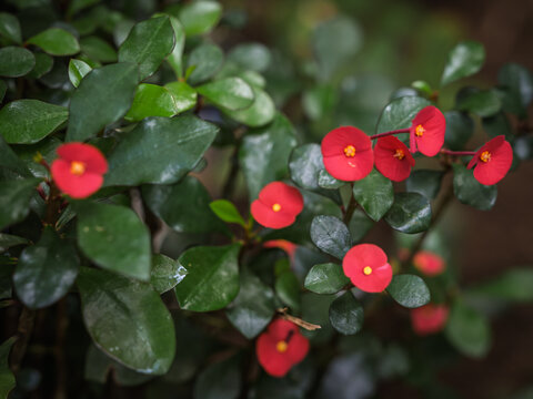 Bright red cyathia of a Crown of Thorns (Euphorbia milii) blooming amidst glossy green foliage in Kerala