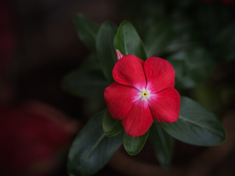 Deep red Madagascar Periwinkle (Catharanthus roseus) flower blooming against a dark moody green leaf background