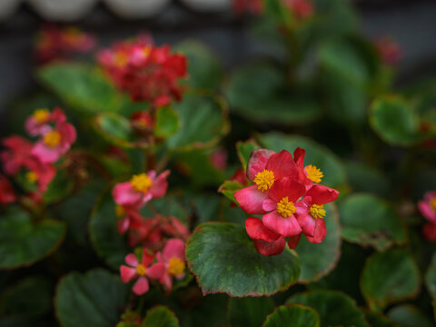 Delicate pink Wax Begonia (Begonia cucullata) blossoms with prominent yellow centers blooming in Kerala
