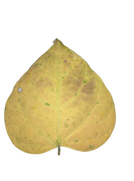 yellow leaf