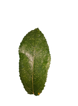 green leaf isolated on white