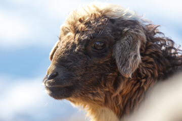 Cozy, curly-furred lamb gazing softly sideways © schankz