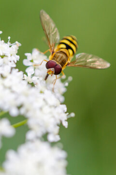 Yellow and black hoverfly perches on white flowers