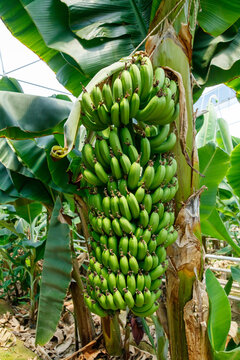 Large green banana bunch hangs from plant