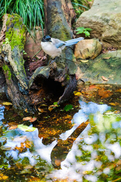 The contrast between fantasy and reality, a gray magpie by the autumn pond