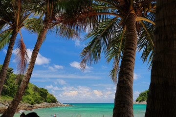 tropical beach with palm trees