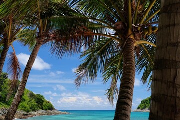 palm trees on a tropical beach