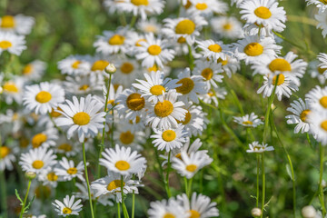 Fototapeta premium Vibrant field of blooming daisies swaying gently under the warm sun on a bright spring day