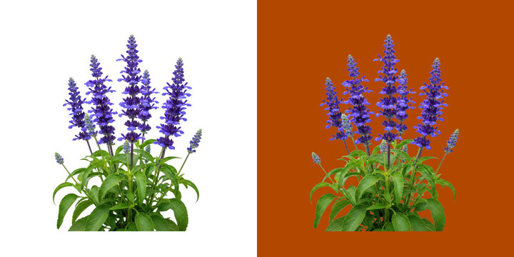Vibrant purple salvia flower spikes with green foliage for garden landscaping design transparent png