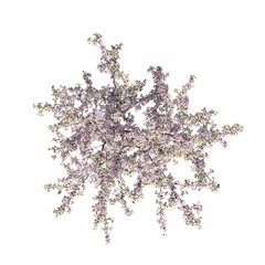 Obraz premium tree, isolated on white background, 3D illustration, cg render