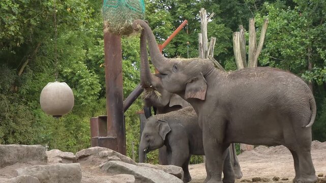 Elephants at the Zoo Feeding Time. Watch as these majestic creatures interact and enjoy their meal. A fun experience for all ages. Giant animals bringing joy.