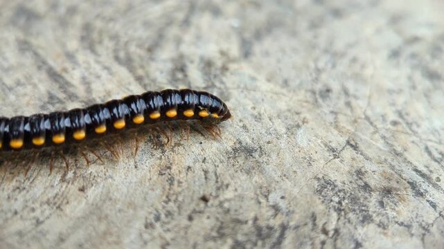 close-up of yellow-spotted flat-backed millipede crawling on rough concrete texture