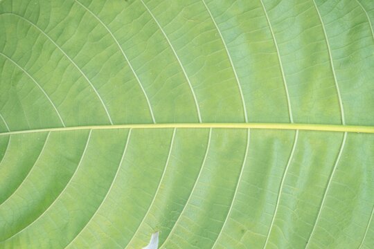 Light green tropical leaf surface displaying a detailed network of fine veins