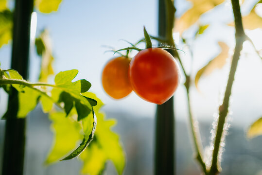 Red and orange tomatoes hanging from a vibrant green plant, benefiting from the morning sun, illustrating healthy growth and sustainable living in a small home garden setup