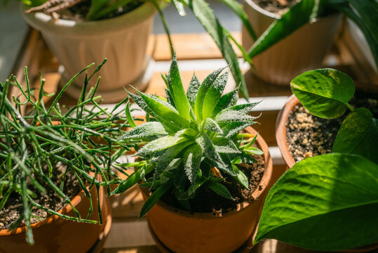 Haworthia succulent in a clay pot sits on a wooden shelf among mixed houseplants, bathed in warm morning window light that emphasizes textured spiky leaves and vibrant green foliage