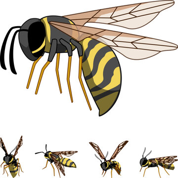 Striped yellow and black wasp illustration capturing the flying insect with translucent wings, presenting various detailed angles for insect and nature graphic design projects