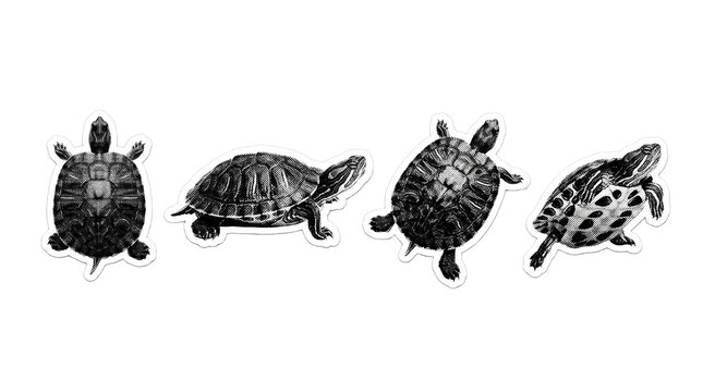 red-eared slider turtle retro halftone set , clean white border outline PNG