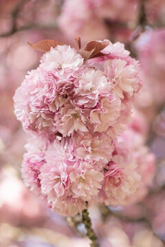 close up of pink cherry blossom flowers in spring