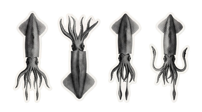 squid retro halftone set , clean white border outline PNG