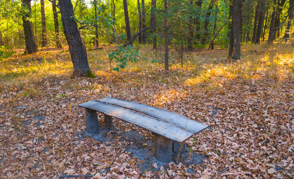 small wooden bench on the forest glade among dry leaves
