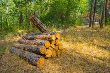 heap op pine tee trunk on the forest glade © Yuriy Kulik