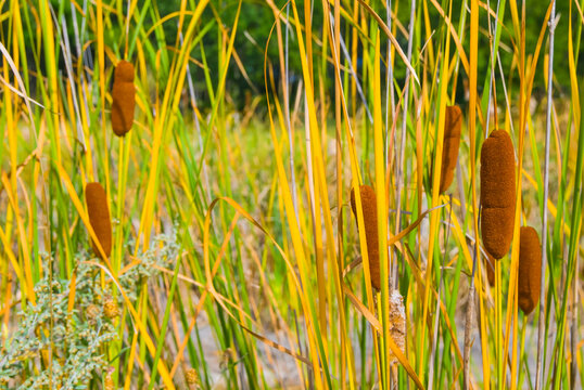 closeup cattail bush near a lake