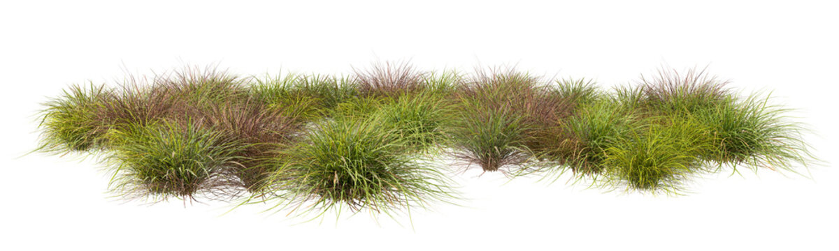 Mixed dry and green grass grounds farmland on transparent backgrounds 3d render png