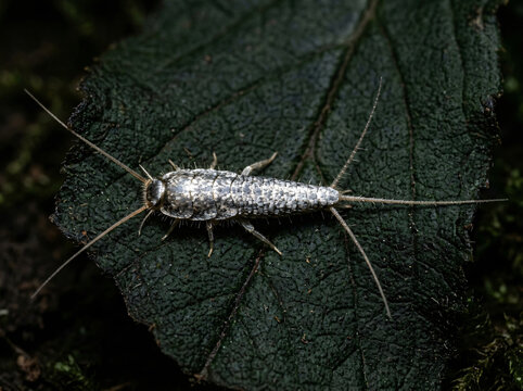 A close up view of a silverfish insect crawling on a dark green leaf.