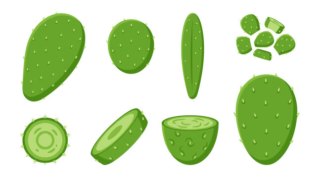Set of fresh green nopales and cactus fruit slices for traditional mexican cooking, healthy vegetable ingredients, organic food flat vector