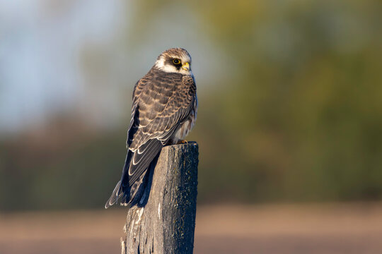juvenile red-footed falcon perched on wooden post