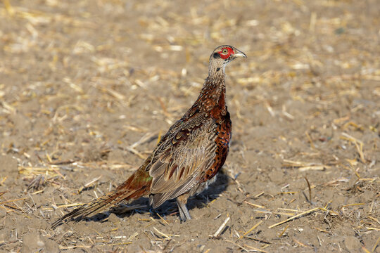 male common pheasant standing in harvested field