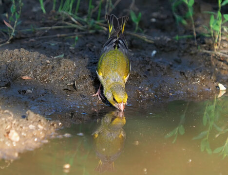 European greenfinch (Chloris chloris) male drinking from a forest stream with reflection
