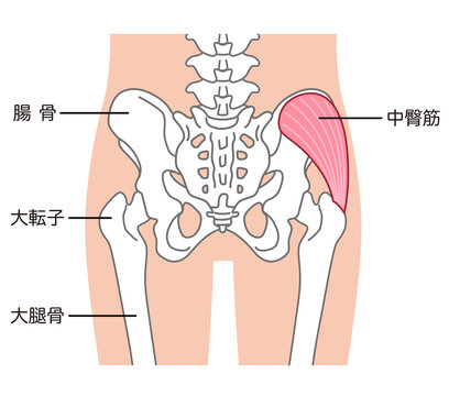 中臀筋　骨盤周辺の骨　股関節