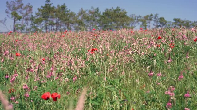 The sainfoin field. Sainfoin is used in agriculture, beekeeping, and traditional medicine