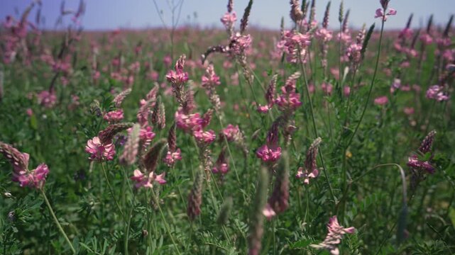 The sainfoin field. Sainfoin is used in agriculture, beekeeping, and traditional medicine