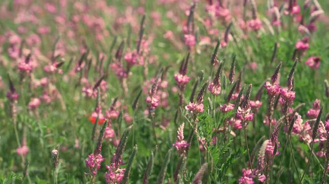 The sainfoin field. The sainfoin plant is grown as a fodder crop for livestock