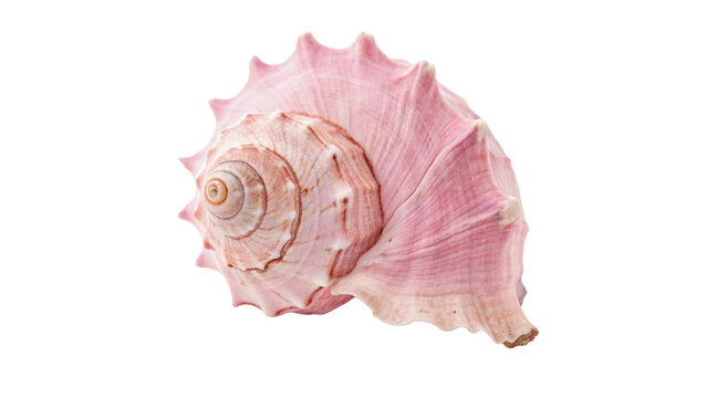 Elegant spiral pink murex sea shell exotic ocean souvenir isolated on transparent background