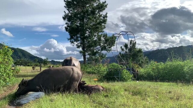 Stock footage of water buffaloes wallowing in a muddy stream and grazing in a grassy meadow at Tara Bunga Hill, North Sumatera, Indonesia against scenic mountains and cloudy skies. Farm theme.