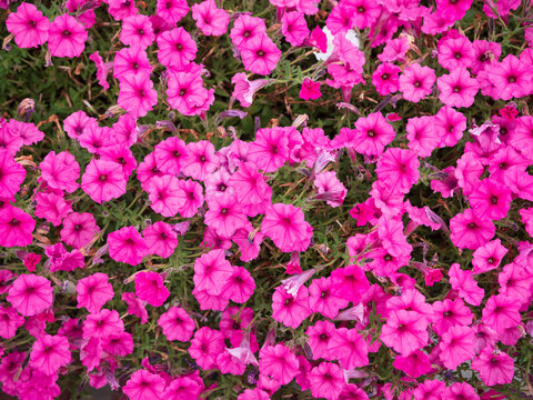 Close-up of vibrant pink petunias in full bloom, forming a dense floral pattern ideal for flower backgrounds, garden design, ornamental planting and colorful landscaping.