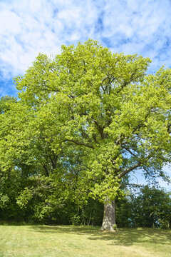 A mighty green oak in a summer meadow under a blue sky.