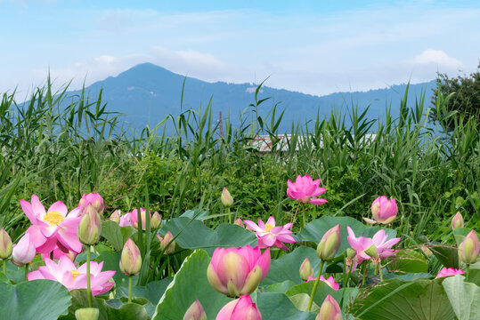 夏のビオトープ　美しいハス畑の風景　滋賀県草津市