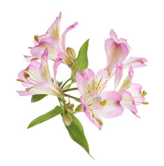 Fototapeta premium Fresh Pink Alstroemeria blossoms arranged, viewed from an angled perspective with open flowers, developing buds and elongated green leaves, isolated on transparent background with clipping path.
